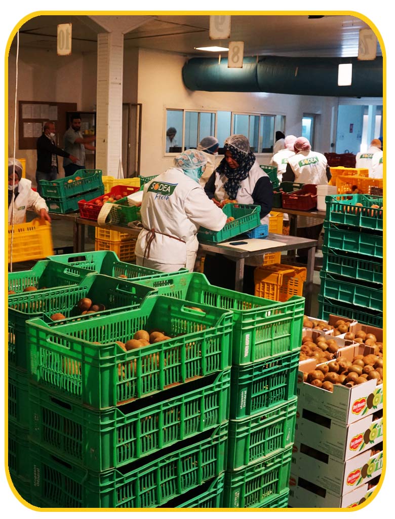 FRESH BOX Tunisie